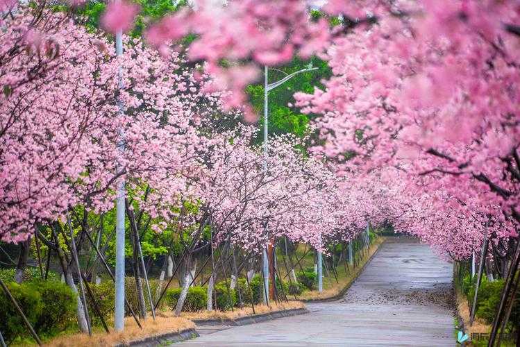 病勤楼栋 1-6 樱花：美丽绽放的景致