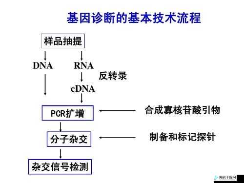 RNA 杂交技术的原理与应用